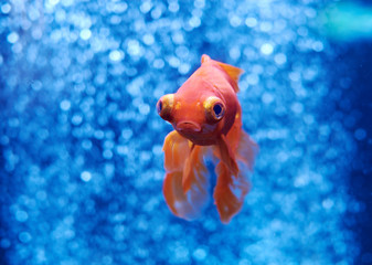 Goldfish in blue water and air bubbles behind