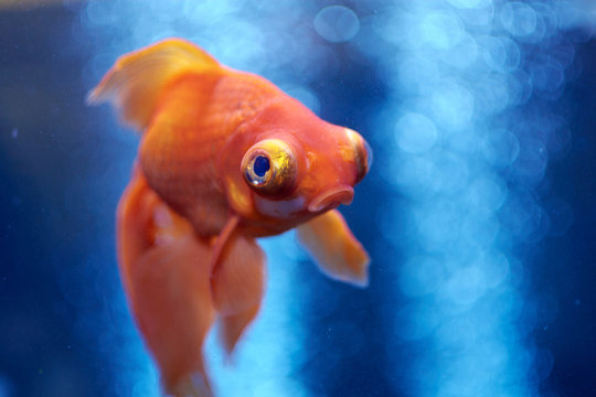 Goldfish in blue water and air bubbles behind