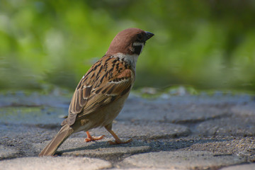 Eurasian Tree Sparrow (Passer montanus) sitting at the stone shore of a water