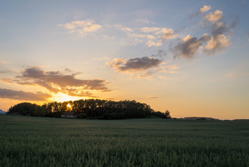 Obraz na płótnie Canvas Sunset field
