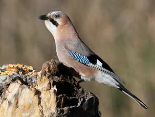 The Eurasian jay sits on a vertical log-feeder on a blurred background. The details of the plumage and the distinctive features of the bird are clearly visible.