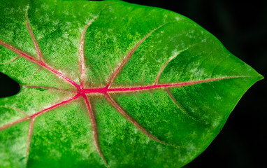 A leaf is an organ of a vascular plant and is the principal lateral appendage of the stem.