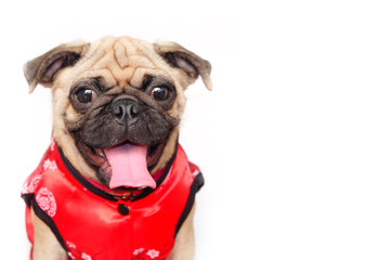 Portrait of Happy Fawn Color Pug Dog wear a red cheongsam Chinese traditional Cloths. Welcome Chinese New Year 2018,Concept Happy dog year. isolated white background.