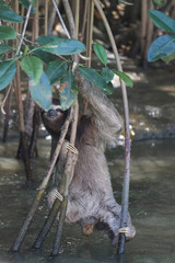 Three toed sloth in Costa Rica © John McQuiston