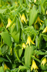 Uvularia grandiflora or the large-flowered bellwort or merrybells