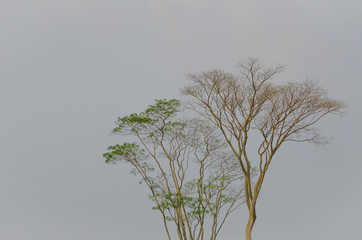 Winter Tree Branches with new leaves