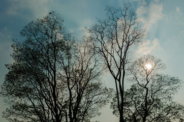 Sun shine behind the Tree Branches