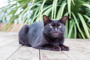 The Black Cat Lying