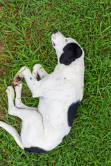 Dog Sleeping on Grass