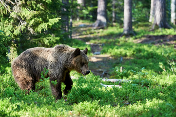 wild brown bear in the forest