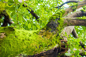 A tree Overgrown by Moss