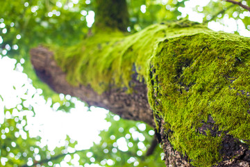 A tree Overgrown by Moss