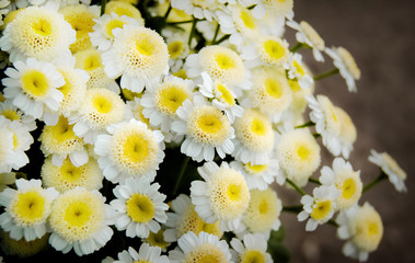 bouquet of white chamomile flowers, can serve as a background