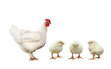 farm bird chicken hen and three little yellow chicken isolated on white background