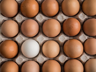 one white egg among brown in the tray.