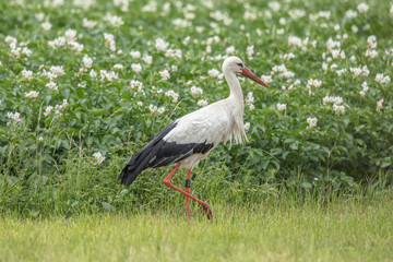 storch vor kartoffelfeld