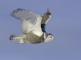  Snowy Owl Female in Flight on Blue Sky