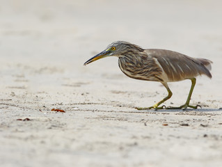 The Indian pond heron caught a small crab and held it in its beak.