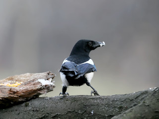 Obraz premium The Eurasian magpie sits on a branch and holds a piece of lard in its beak. Taken on a blurred gray background and convenient for cutting and design