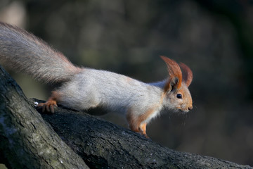 Red European squirrel sits on an inclined branch and looks at the camera