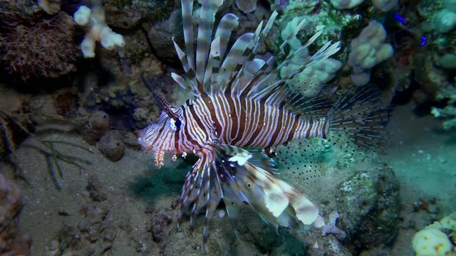 Lion fish. Diving in the Red sea near Egypt.