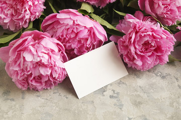 Composition with beautiful peony flowers on grey textured background
