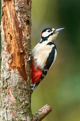 Male great-spotted woodpecker, Dendrocopos major
