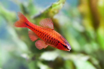 Beautiful red fish on soft green plants background. Male barb swimming tropical freshwater aquarium tank. Puntius titteya belonging to the family Cyprinidae. Macro view, shallow depth of field