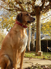 Le plus grand amis de l'homme