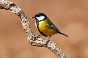 Beautiful great tit (Parus major)