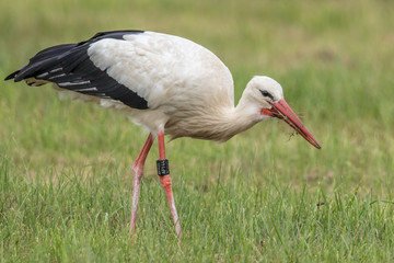 storch auf der wiese