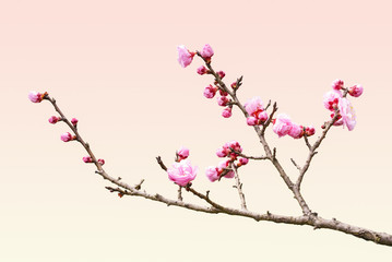 Plum Blossom in early spring. Located in Plum Blossom Hill, Nanjing, Jiangsu, China.