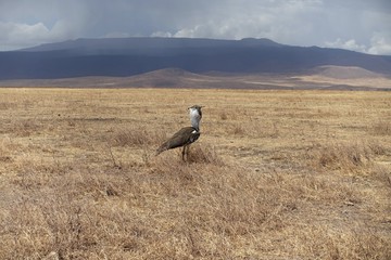 Sekretärvogel