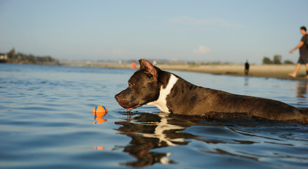 American Staffordshire Terrier dog outdoor portrait swimming in blue water with orange ball