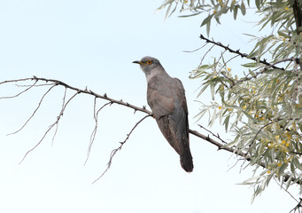 The common cuckoo (Cuculus canorus) sits on a branch against the blue sky. Close-up photo