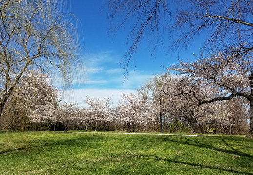 The Cherry Blossom Festival in Washington DC, USA