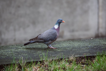 pigeon walking on a wall near the main road