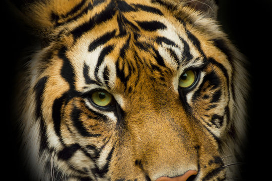 Portrait face tiger