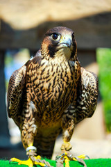 elengant bird of pray lurking on his victim