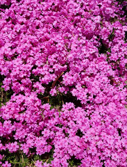 Wax-myrtle pink flower bed