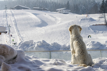 dog enjoys looking at the ski slope in winter