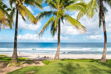 Plage, île, cocotiers