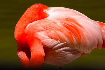 Sleeping pink flamingo curls its head under its wing. 