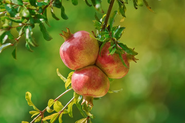 Mature Pomegranate Fruits