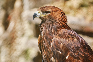 Portrait of Eagle