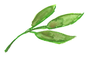 Branch with three green leaves painted in watercolor on clean white background