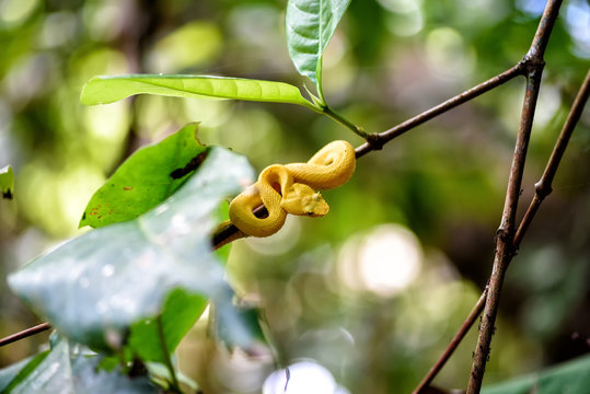 Palmenviper in Dschungel