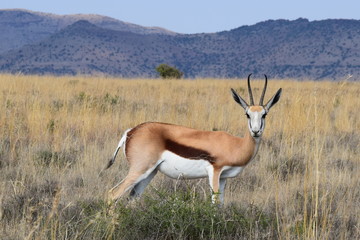 Springbok , South Africa 