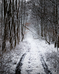 Cold morning it the forest