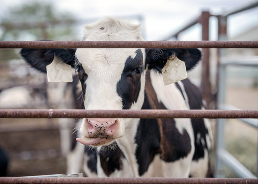 Cow Sticking Tongue Out